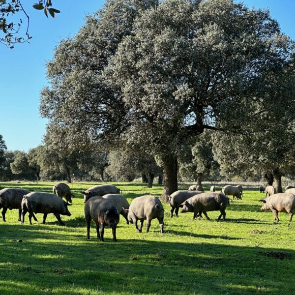 A CADA CERDO SU SAN MARTÍN… Y AL DE BELLOTA, SU SAN ANTÓN