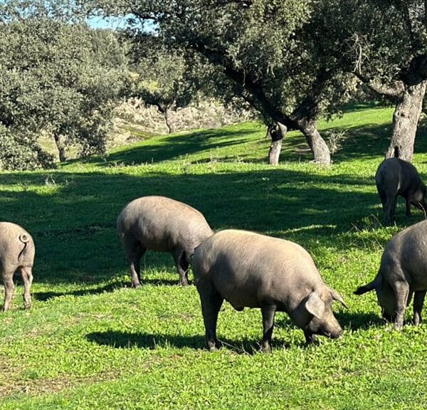 La matanza del cerdo ibérico se recrea cada invierno en muchos municipios en forma de jornada festiva