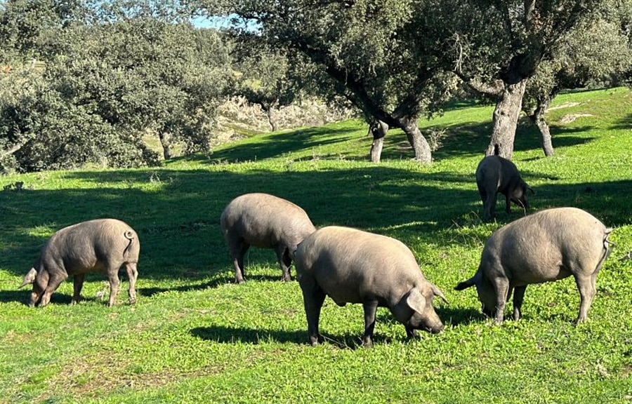 La matanza del cerdo ibérico se recrea cada invierno en muchos municipios en forma de jornada festiva